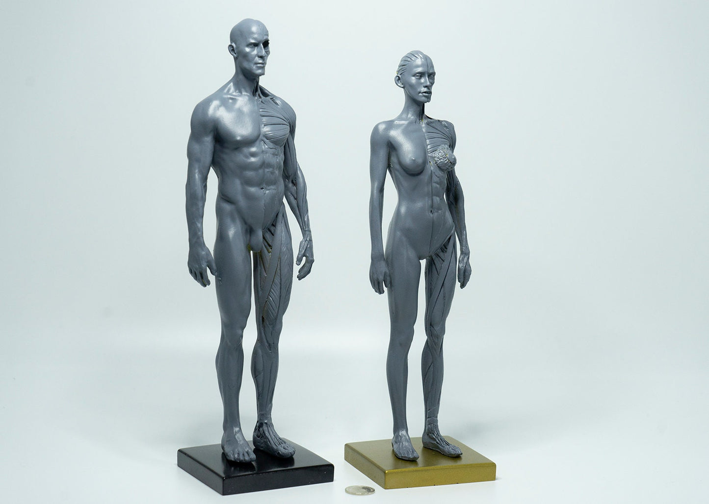Image of Artist Anatomy Tool - Male & Female Sculpture Statue | Human Body Figure Model for Anatomy Drawing & Visual Art | Art Supplies, Home Decor, Art Student Tools, Muscle Anatomy, Artist Bust