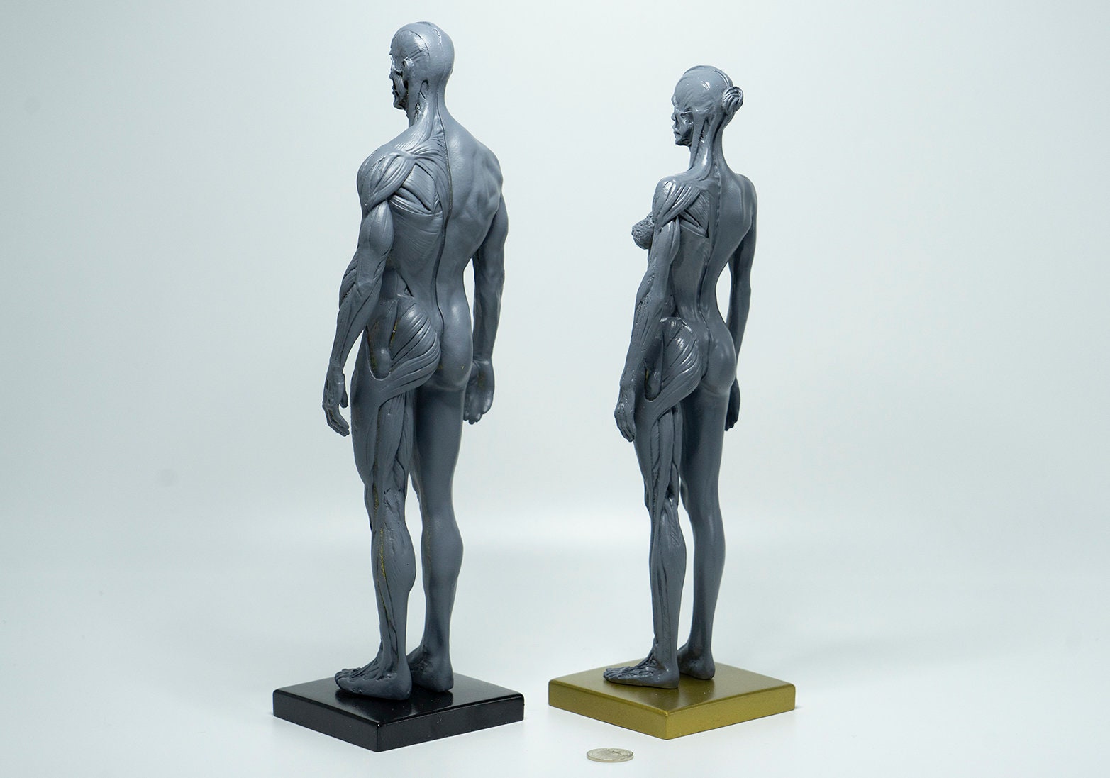 Image of Artist Anatomy Tool - Male & Female Sculpture Statue | Human Body Figure Model for Anatomy Drawing & Visual Art | Art Supplies, Home Decor, Art Student Tools, Muscle Anatomy, Artist Bust